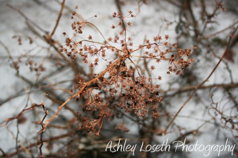 Calendar Project: January ©Ashley Loseth Photography