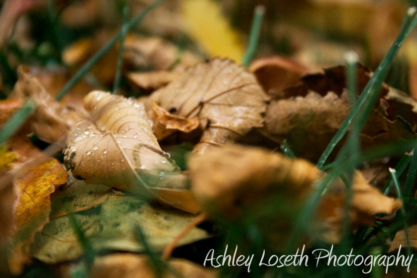 Calendar Project: September ©Ashley Loseth Photography